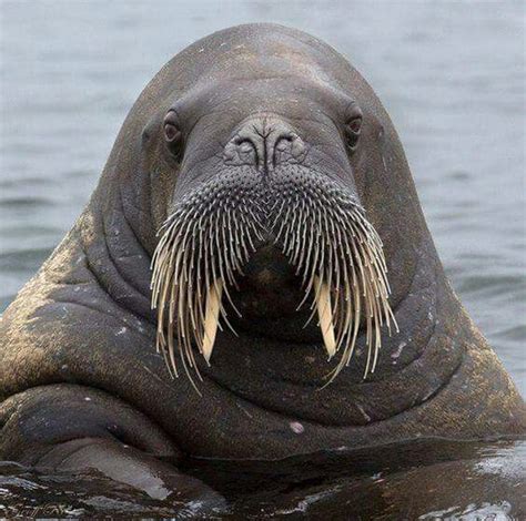 Walruses Are Large Mammals That Live In Arctic Waters Adult Males Can