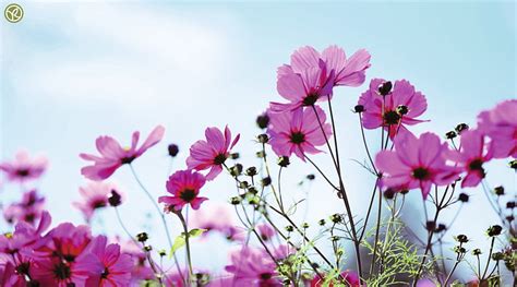 Purple Cosmos Purple Flowers Nature Cosmos Hd Wallpaper Peakpx