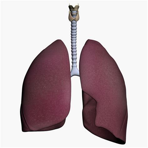 Human Lungs 3d Model 39 Fbx 3ds Obj Max Free3d