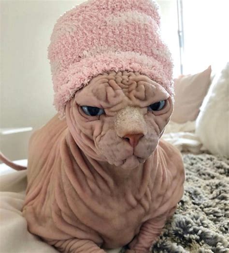 Photos Sphynx Cat Goes Viral For His Terrifying Glare