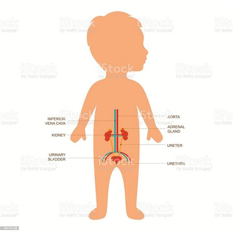 Ilustración De Anatomía Sistema Urinario Y Más Vectores Libres De