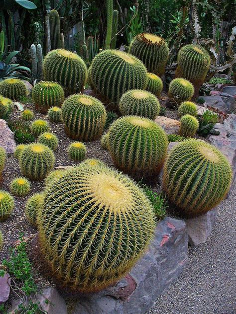 Top 9 Mysterious Desert Plants Top To Find