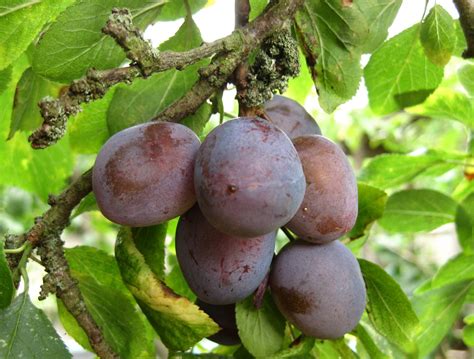 What kind of fruit is a plum and apricot hybrid? Temperate Climate Permaculture: Permaculture Plants: Plums
