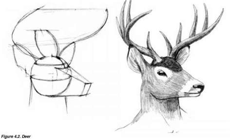 Deer Head Drawings Drawing Human Figure Joshua Nava Arts Drawing