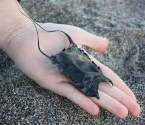 Nature Collection Mermaids Purse Shark Egg Case Piece Etsy