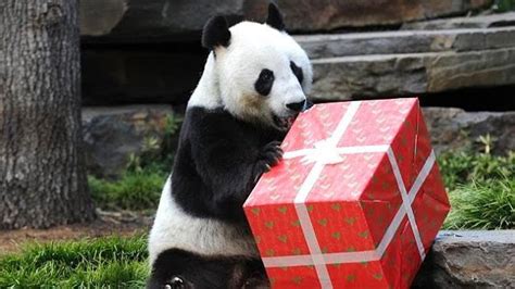 Panda Beat Christmas Welcome To Animal Cognizance Merry Christmas From