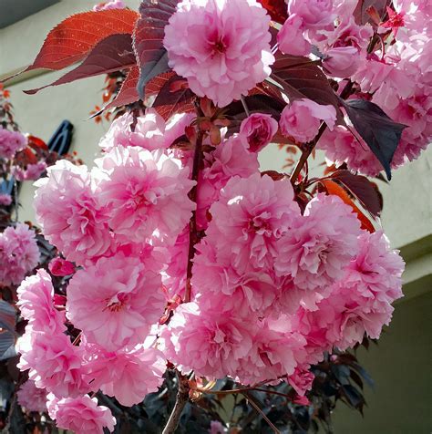 When Is The Best Time To Prune Ornamental Cherry Trees Craftsmumship