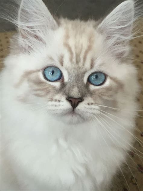 8 Best Siberian Cats And Kittens Of Cartier Siberians Images