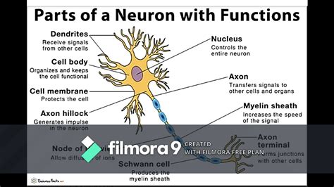 Structure And Functions Of Neuron Youtube