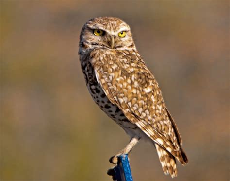 Burrowing Owl Facts Habitat Diet Life Cycle Baby Pictures