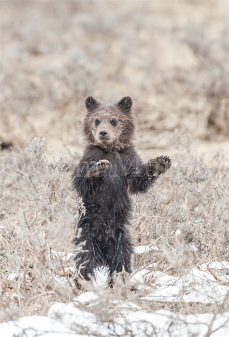 Grizzly Cub Waving Tom Murphy Photography