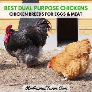 Chicken eggs need a lot of care. Best Dual Purpose Chicken Breeds - Chicken Breeds for Eggs ...