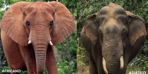 Diferença Entre Elefantes Africanos E Asiáticos Natureza Animal