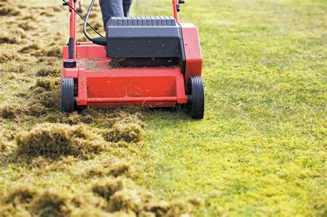 What Are The Pros And Cons Of Dethatching Lawn 6 Pros And 2 Cons