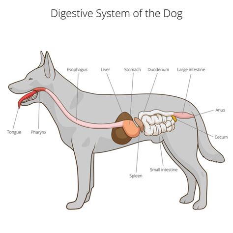 The Process Of A Dogs Digestive System