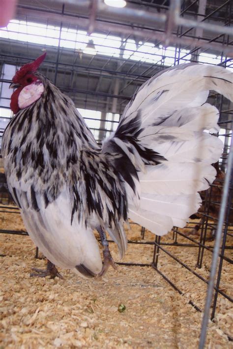 Splash Rosecomb Bantam Chickens Cackle Hatchery