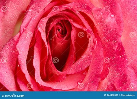 Erotic Metaphor Rose Bud With Petals And Water Drops Resembling Vulva