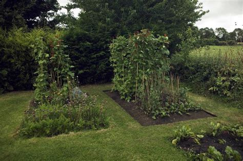 Can This Garden Be Saved My Vegetable Garden Looks Messy