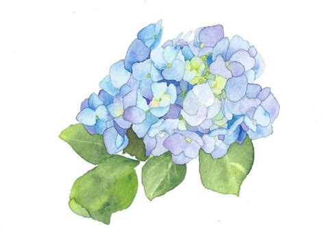 Directly From My Garden A Blue Hydrangea Original Floral Watercolor