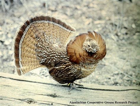 Ruffed Grouse State Of Tennessee Wildlife Resources Agency