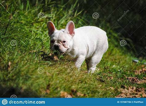 White French Bulldog On Green Grass Stock Photo Image Of Puppy