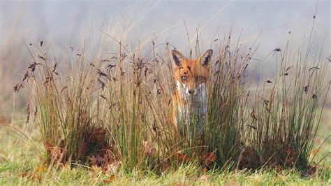 A Fox In The Grass © Frederic Desmetteminden Pictures