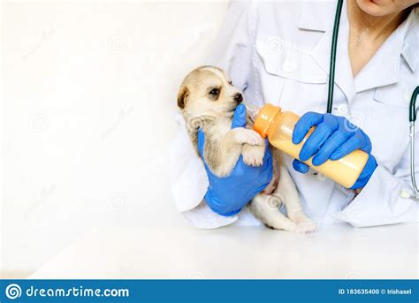 Feeding A Newborn Puppy Formula From A Bottle Closeupvet Doctor In