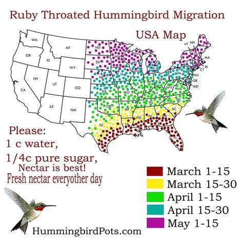 Hummingbird Migration Map Liberty County Georgia Hospitality Commerce