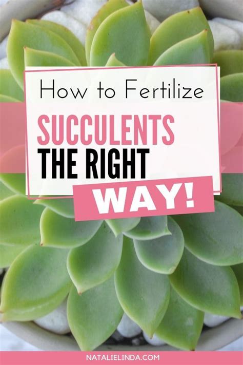 How To Fertilize Succulents Natalie Linda Succulent Fertilizer