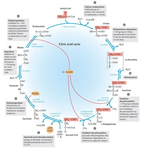 Krebs Cycle Citric Acid Cycle Tca Cycle With Steps And Diagram