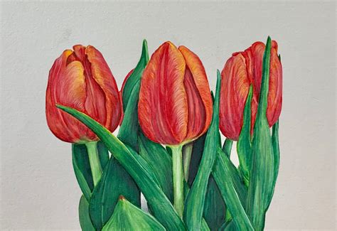 Tulip Blooms Shahrzad Moradi