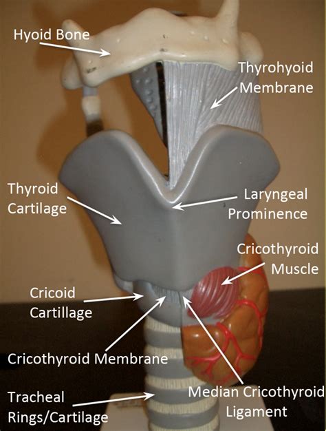 Cricothyroid Membrane Diagram