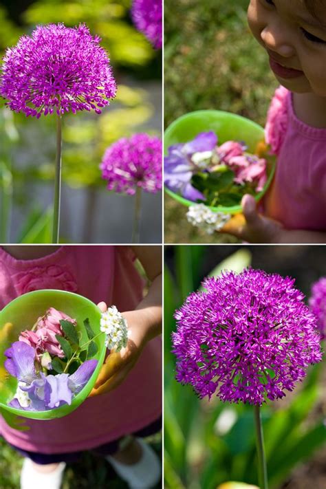Cassie, abigail, and joy learn the origins of the purple pouches of soil but this revelation brings more questions than answers. Pom Pom Flowers - anybody know the real name of this plant?