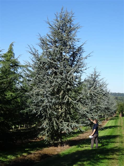 Buy Cedrus Atlantica Glauca Tree Hillier Trees