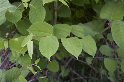 Viernes Caravana Sostén Japanese Knotweed Code Of Practice Asistencia Humedad Seguridad