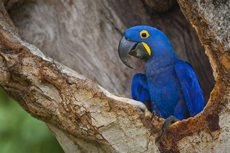 The Amazing Hyacinth And Lears Macaws In Brazil South Quest Safaris