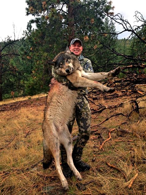 Montana Fish And Game Commission Supports Wolf Slaughter The Wildlife