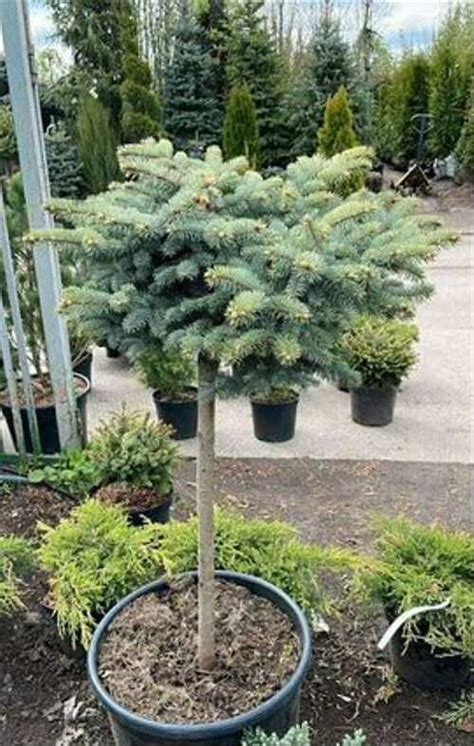 Ель колючая Glauca Globosa на штамбе D 90 100 см S Festima Ru