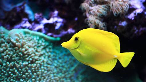 Easiest Saltwater Fish To Keep Aquarium Care Youtube