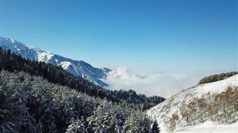 Above The Clouds In The Snowy Mountains Growing Green Spruce Ate