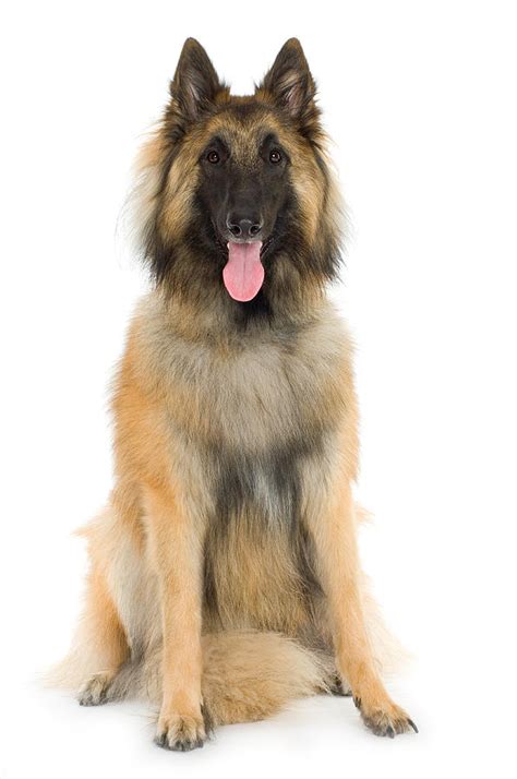 Studio Portrait Of Belgian Shepherd Dog Photograph By Jupiterimages