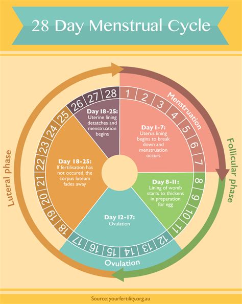 Menstrual Cycle Phases Food Chart