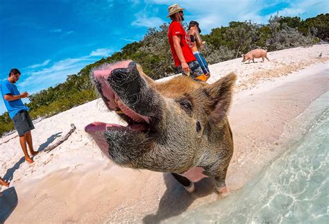 Where To Find The Swimming Pigs Of The Bahamas Sandals