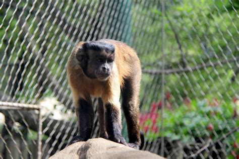 Tufted Capuchin Sapajus Apella Zoochat