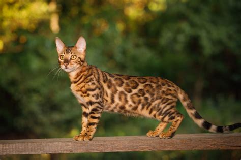 Below is a picture of my bengal cats and standard poodles. Bengal Cat Breed — Everything About Cats!