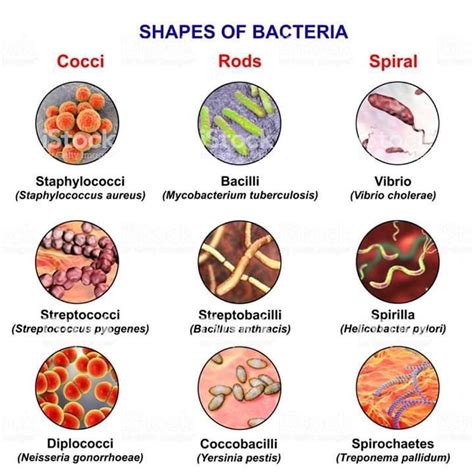 Sterile Processing Tech Bacteria Shapes Bacillus Anthracis