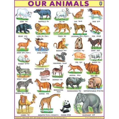 Our Animalsjumbo Chart Size 100 X 140 Cms