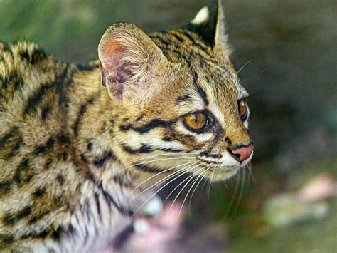 The Margay A Beautiful Wild Cat Of Central And South America Hubpages