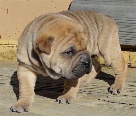 bull pei dog breed information  pictures