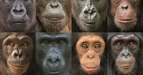 Heres Why Monkeys And Apes Have Colorful Faces